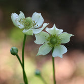 Anemone virginiana (thimbleweed) pair of flowers and buds