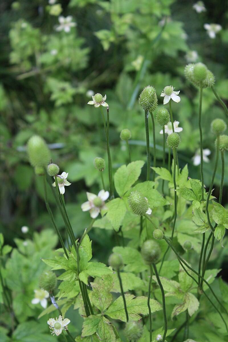 Anemone virginiana (thimbleweed) flowers and developing seed heads