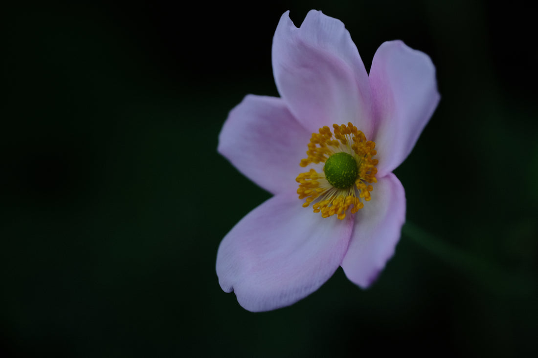 Anemone hupehensis var. japonica | Japanese anemone