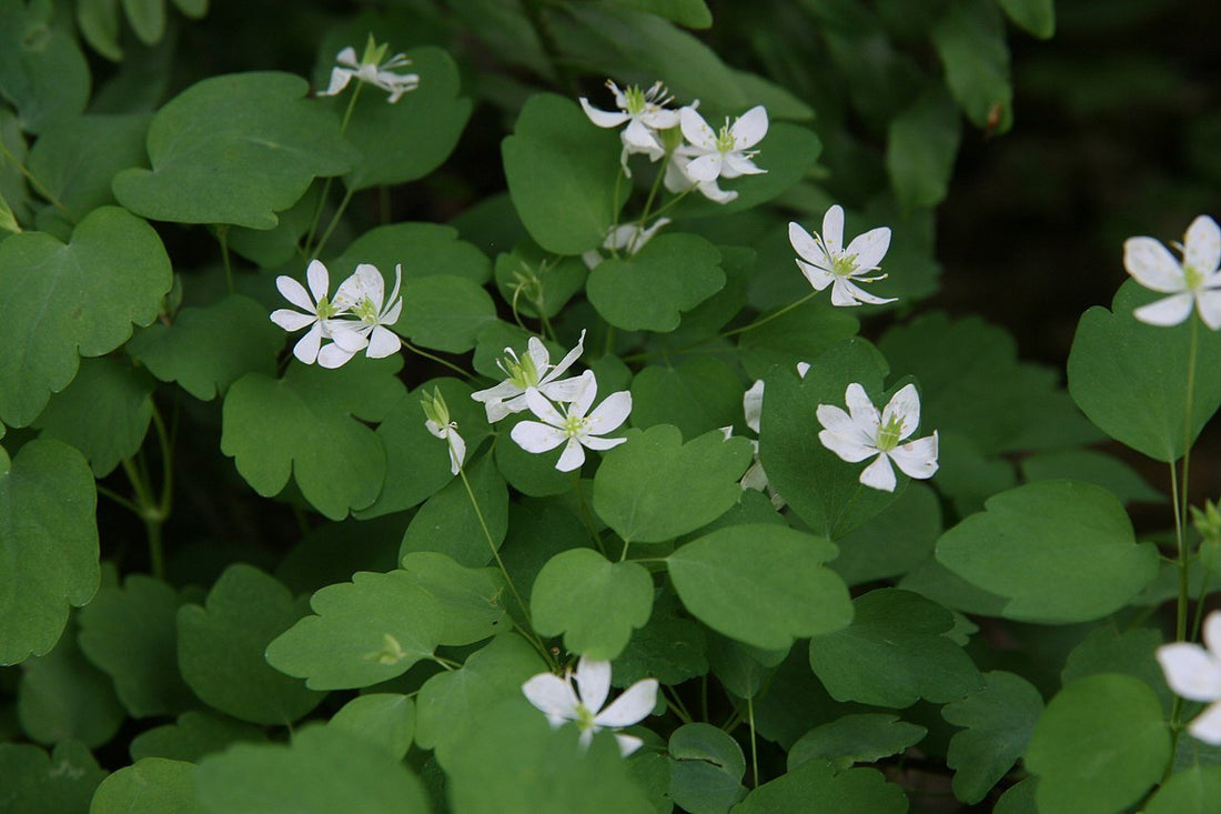 Anemonella thalictroides (rue anemone) in bloom 