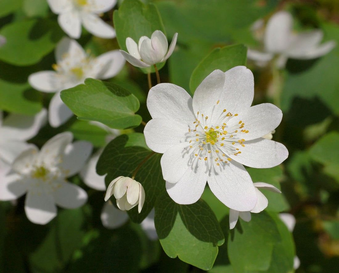 Anemonella thalictroides (rue anemone) flower