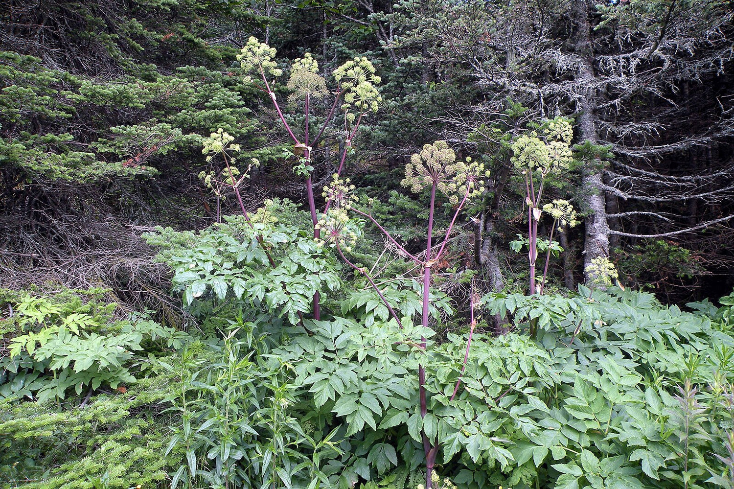 A photograph showing angelica atropurpurea plants with purple stems and green foliage set against a backdrop of lush greenery.