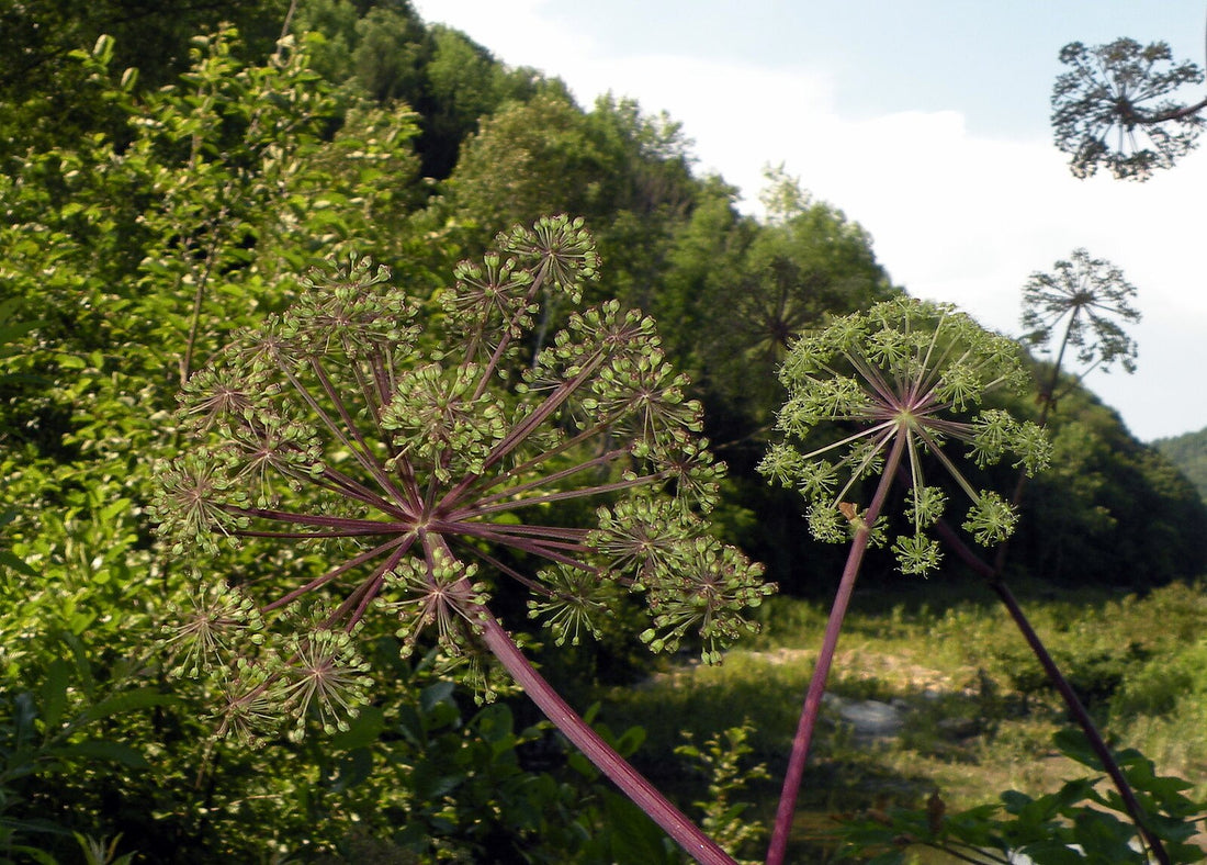 A photograph showing two angelica atropurpurea plants with purple stems and green foliage set against a backdrop of lush greenery.