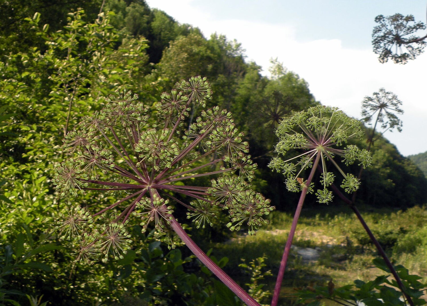 A photograph showing two angelica atropurpurea plants with purple stems and green foliage set against a backdrop of lush greenery.