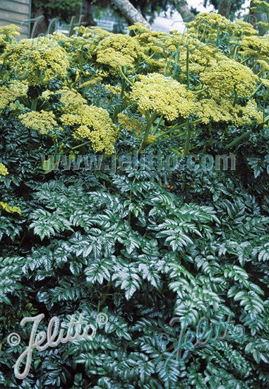 Angelica pachycarpa (shiny-leaved angelica)