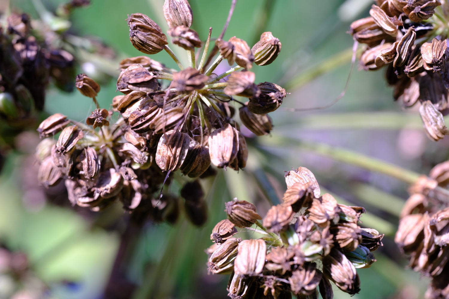 Angelica archagelica