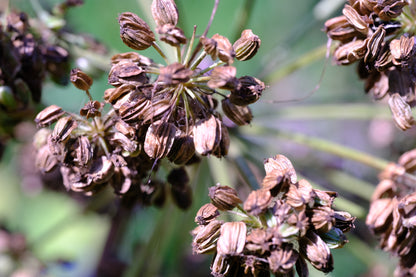 Angelica archagelica