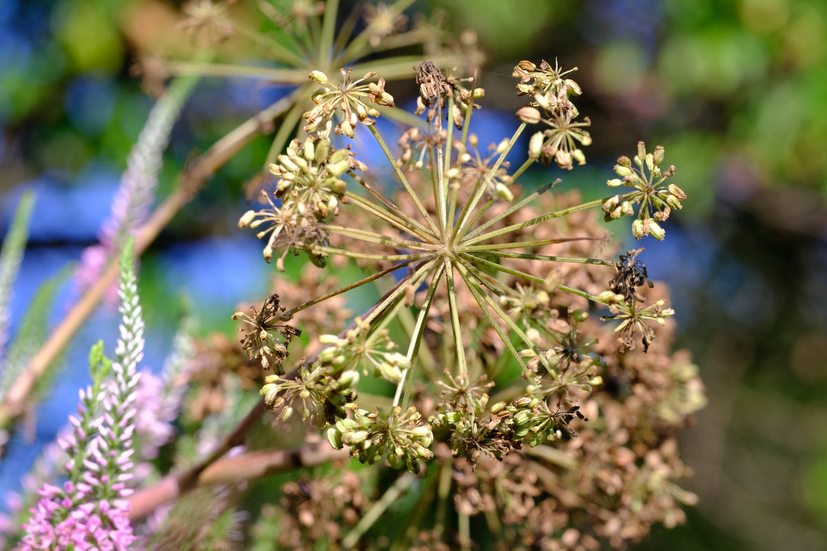 angelica plant seeds Angelica archangelica