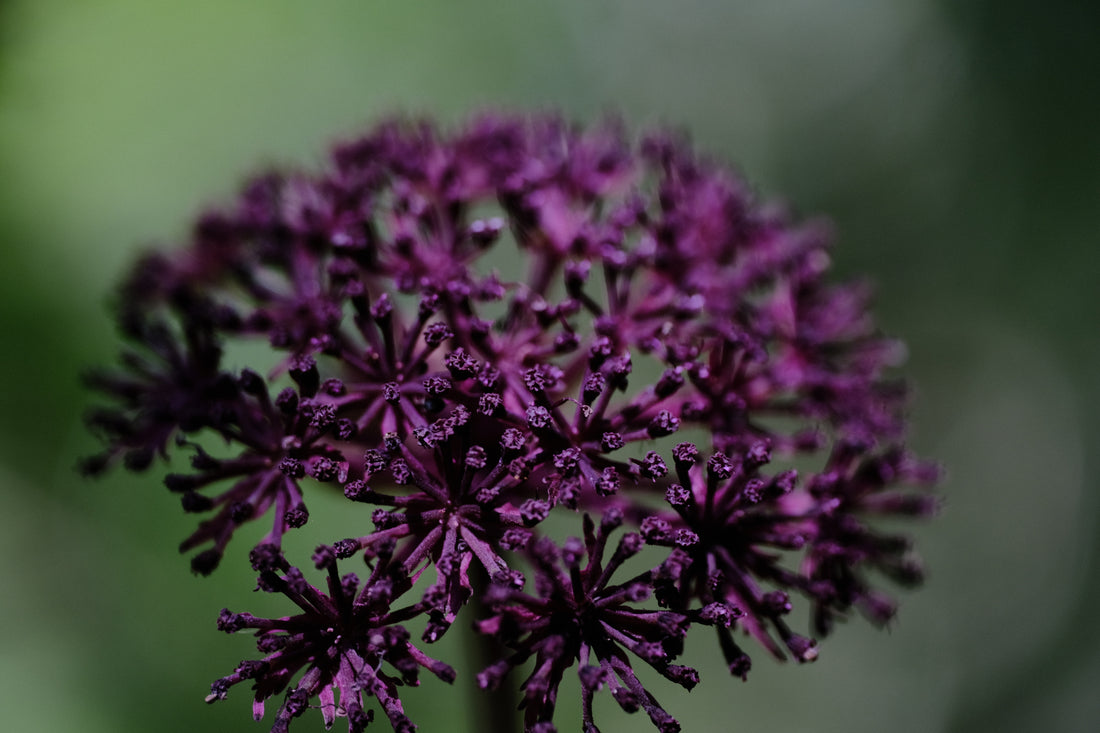 angelica gigas flower