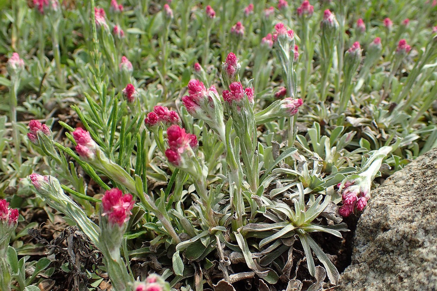 Photo of Antennaria dioica &