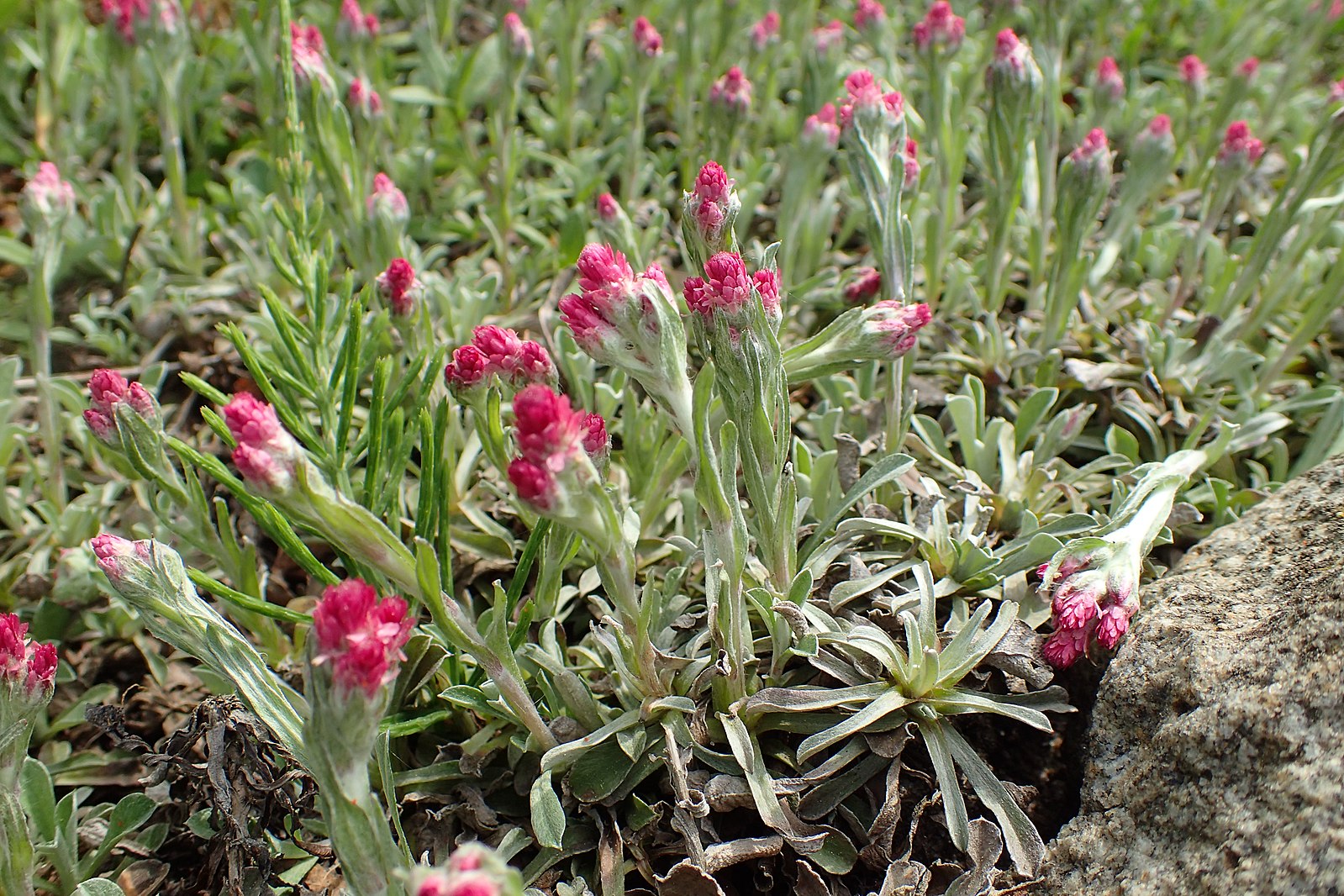 Photo of Antennaria dioica &