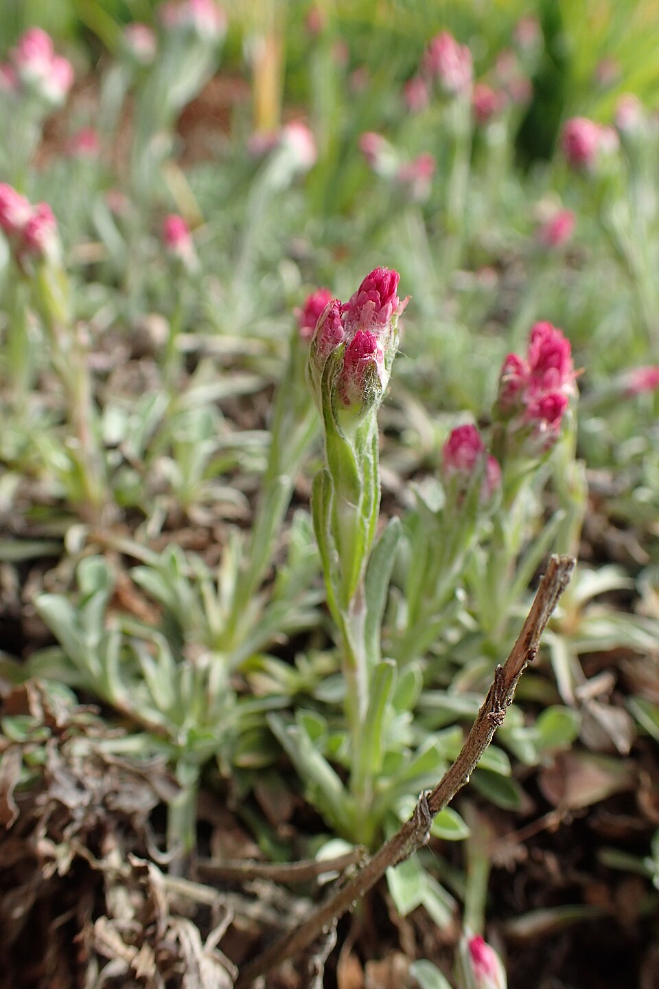 Close-up of small pink flowers of Antennaria dioica &