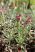 Close-up of small pink flowers of Antennaria dioica &