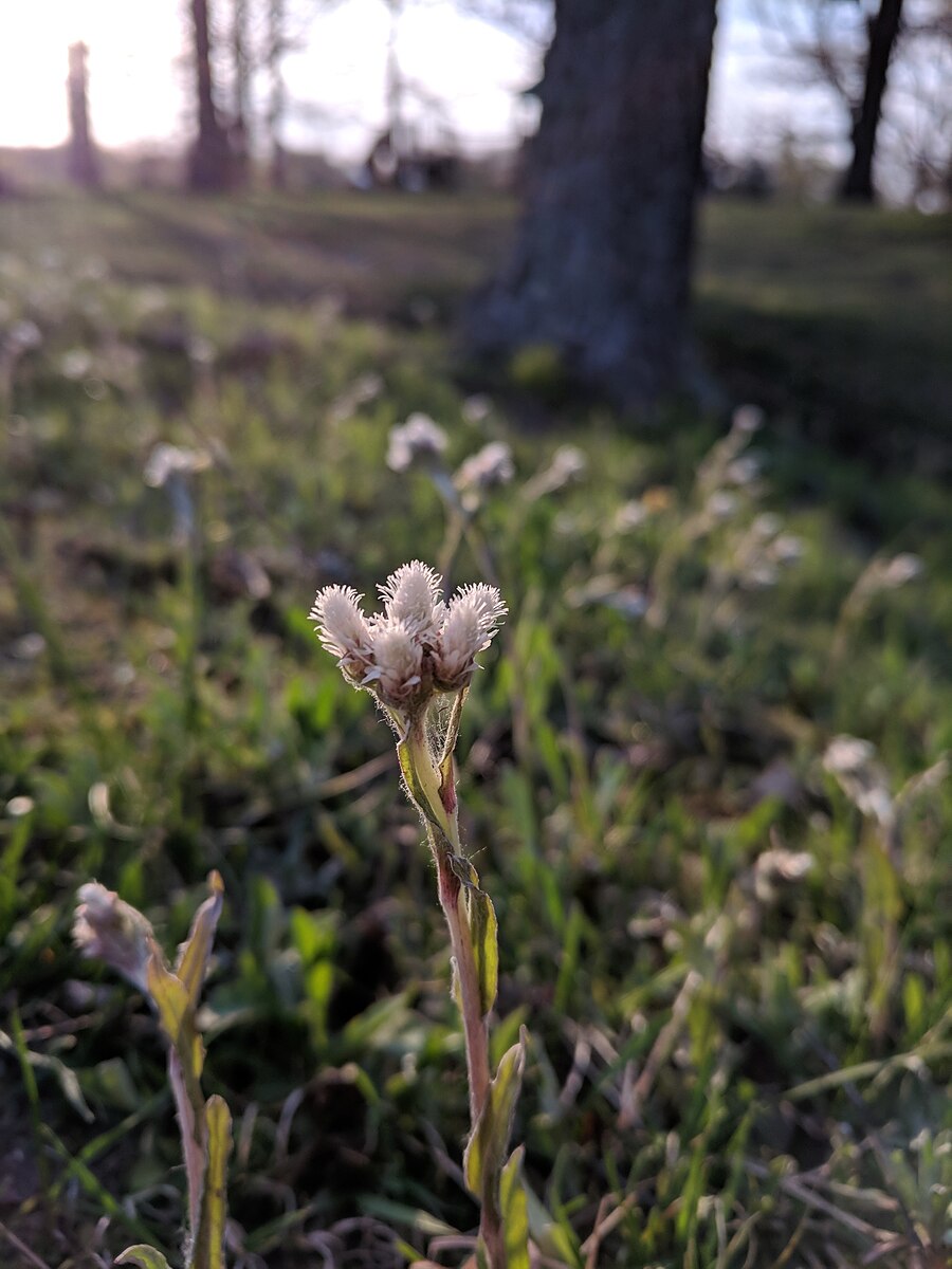 Antennaria howellii flower