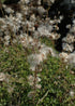 Antennaria howellii seed heads