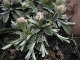 Antennaria neglecta | field pussytoes foliage