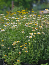 Anthemis tinctoria &