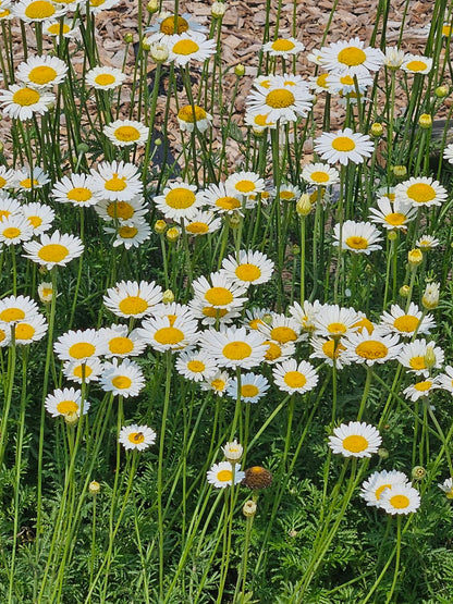 Anthemis tinctoria &