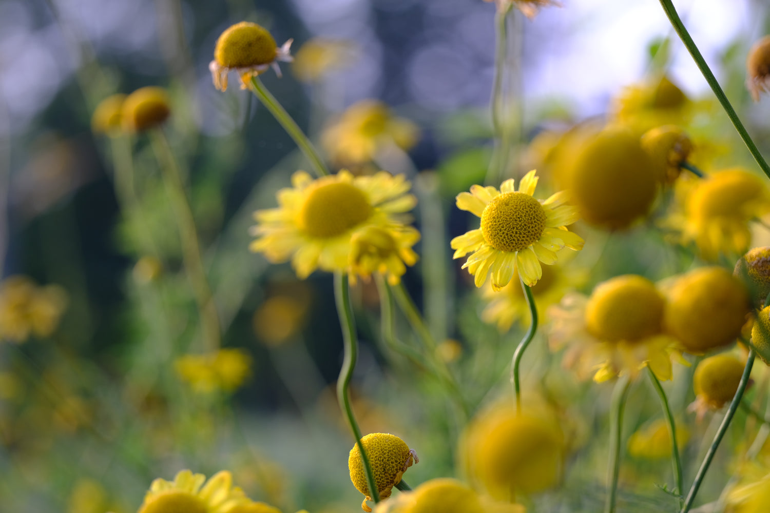 Anthemis tinctoria (golden marguerite) blooms