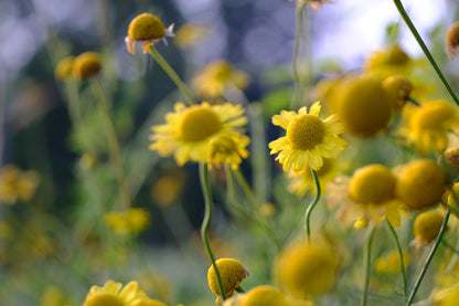 Anthemis tinctoria (golden marguerite) blooms