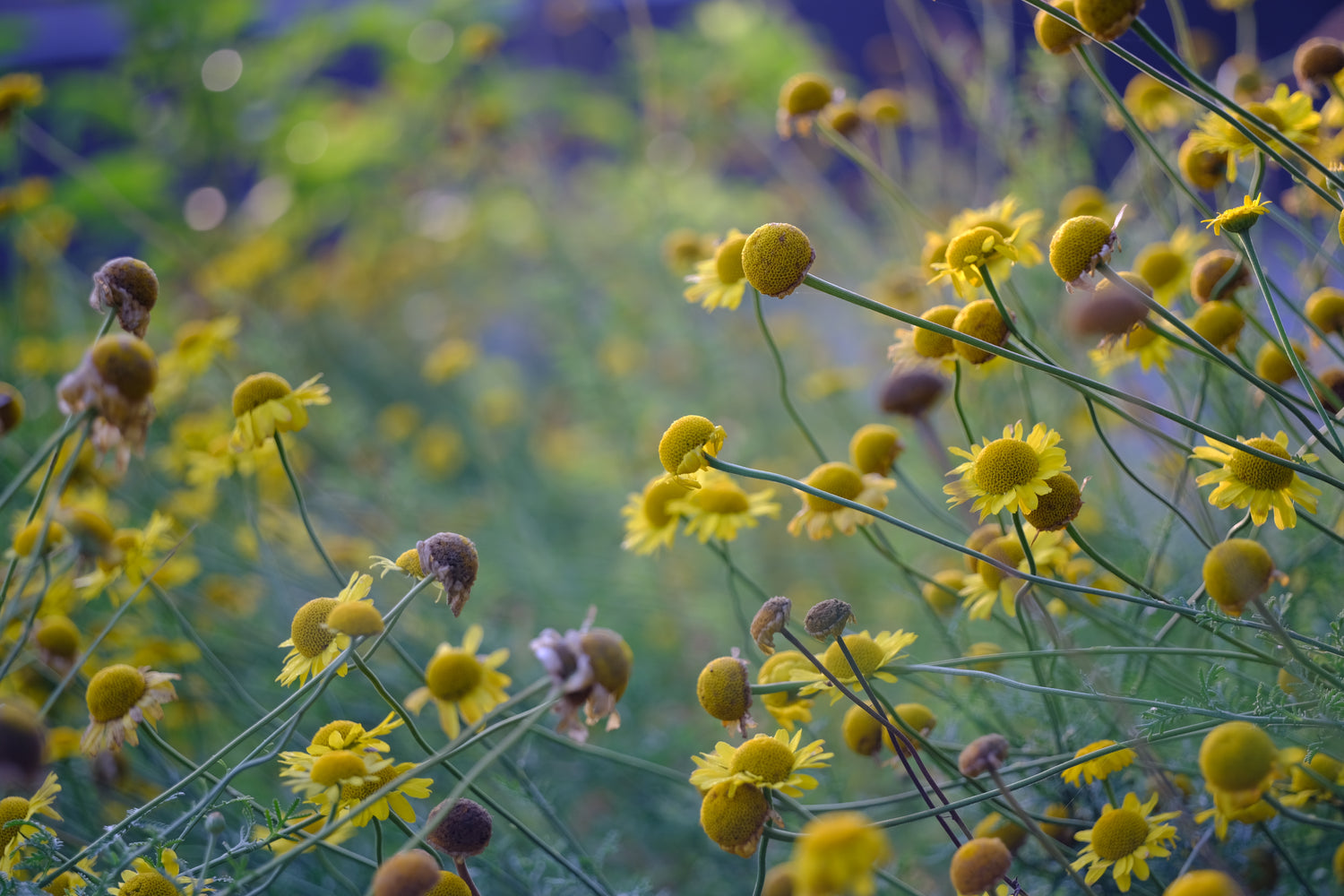 Anthemis tinctoria (golden marguerite) in bloom