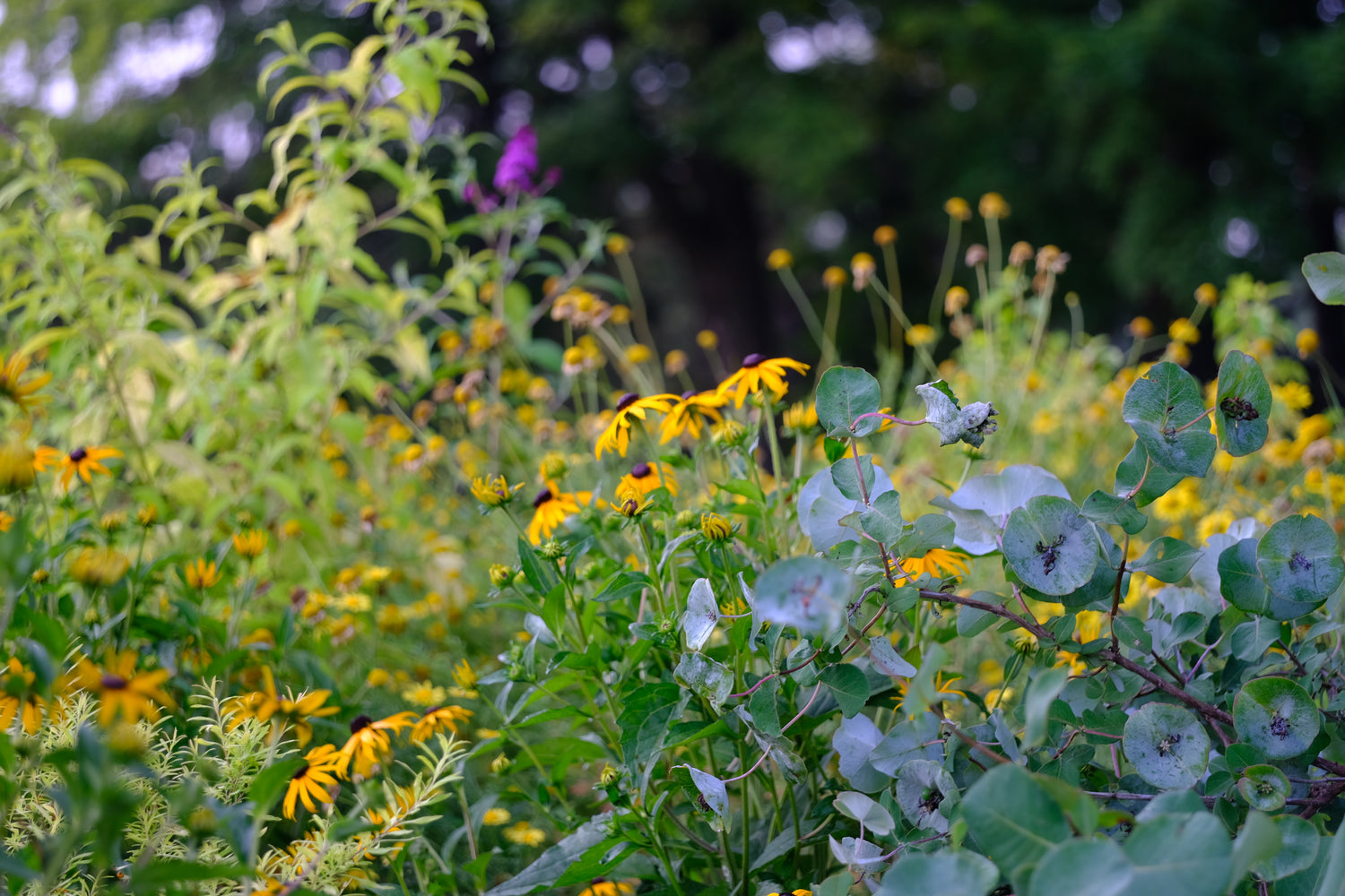 Anthemis tinctoria (golden marguerite)  in garden