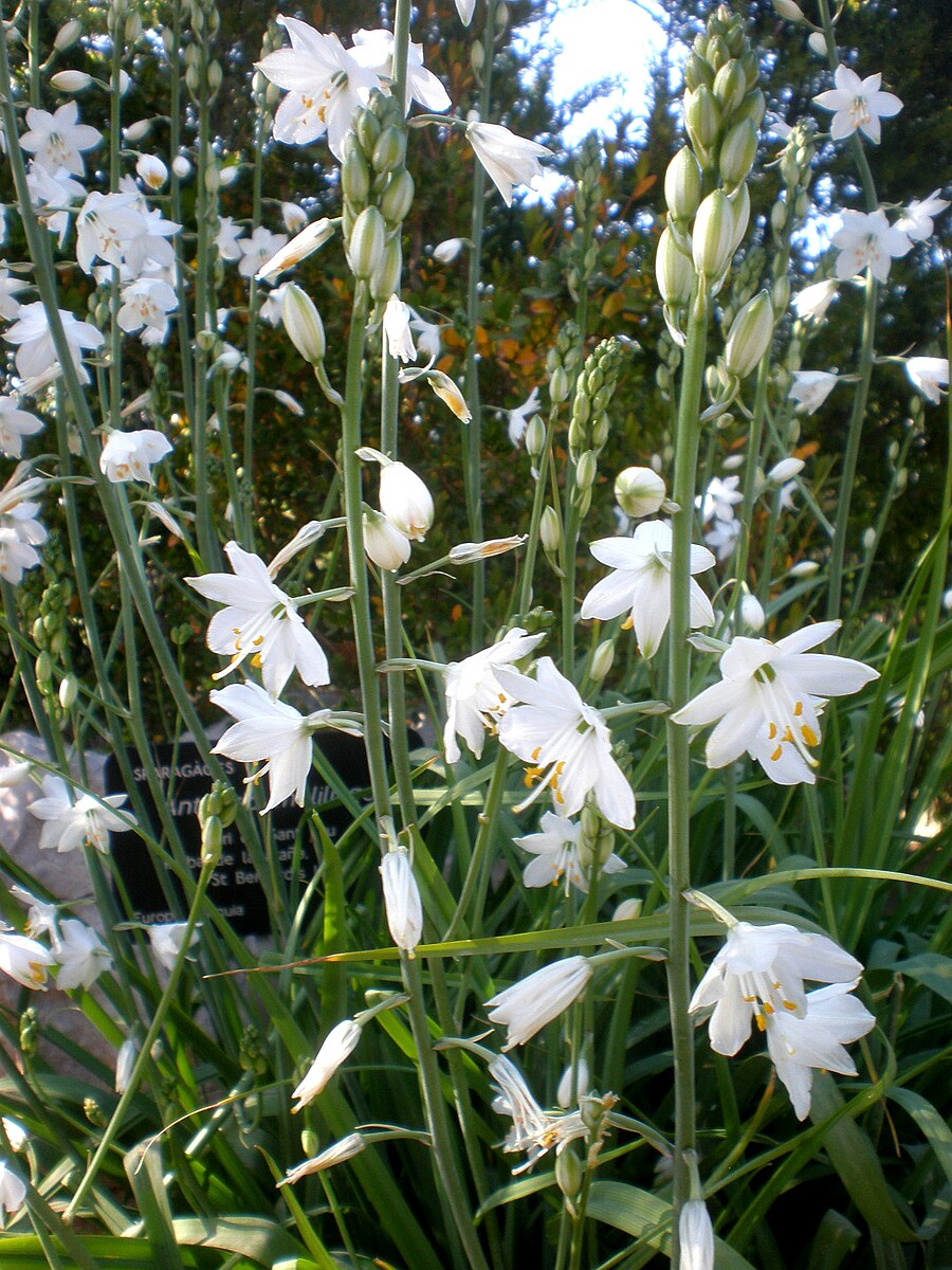 Anthericum liliago (St. Bernard&