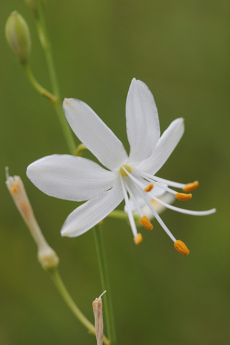 Anthericum liliago (St. Bernard&