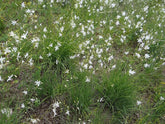 Anthericum ramosum (branched St. Bernard&