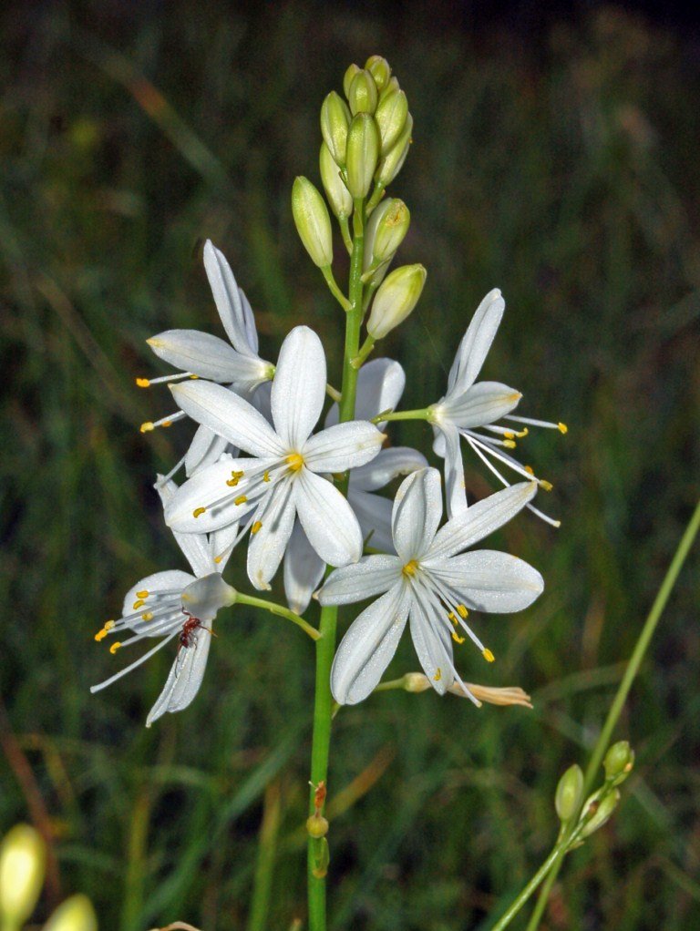 Anthericum ramosum (branched St. Bernard&
