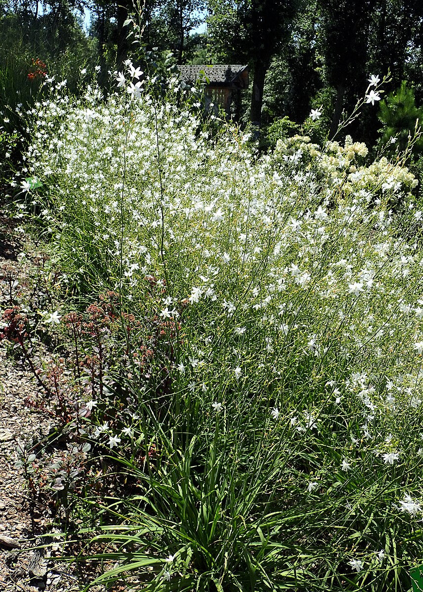 Anthericum liliago (St. Bernard&