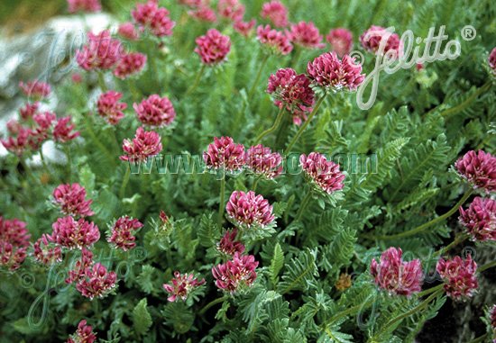 Anthyllis montana 'Rubra'