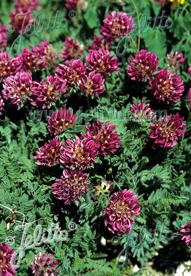 Anthyllis montana 'Rubra'