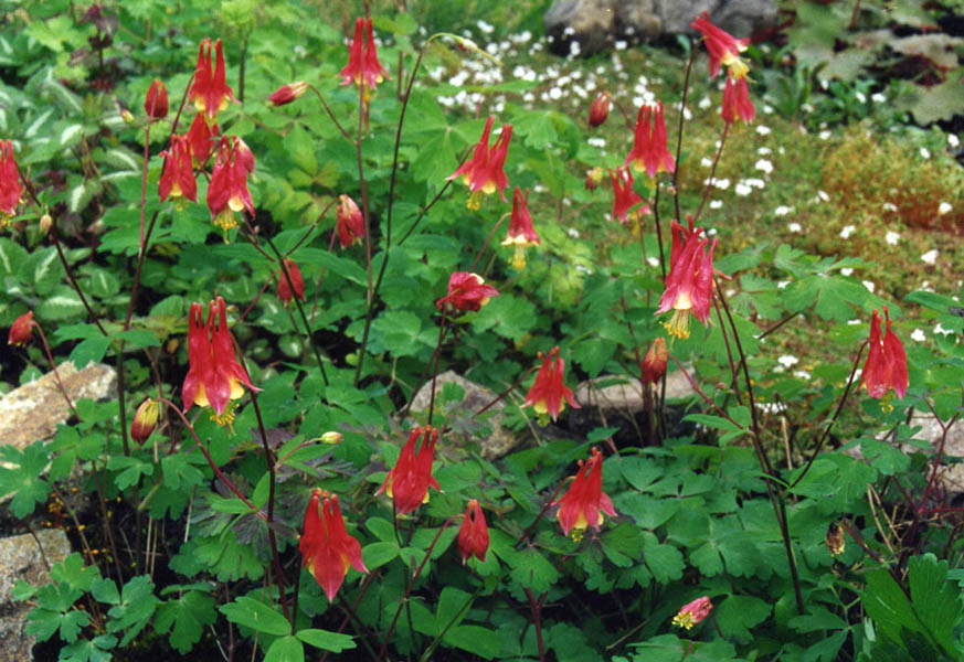 Aquilegia canadensis | Eastern red columbine