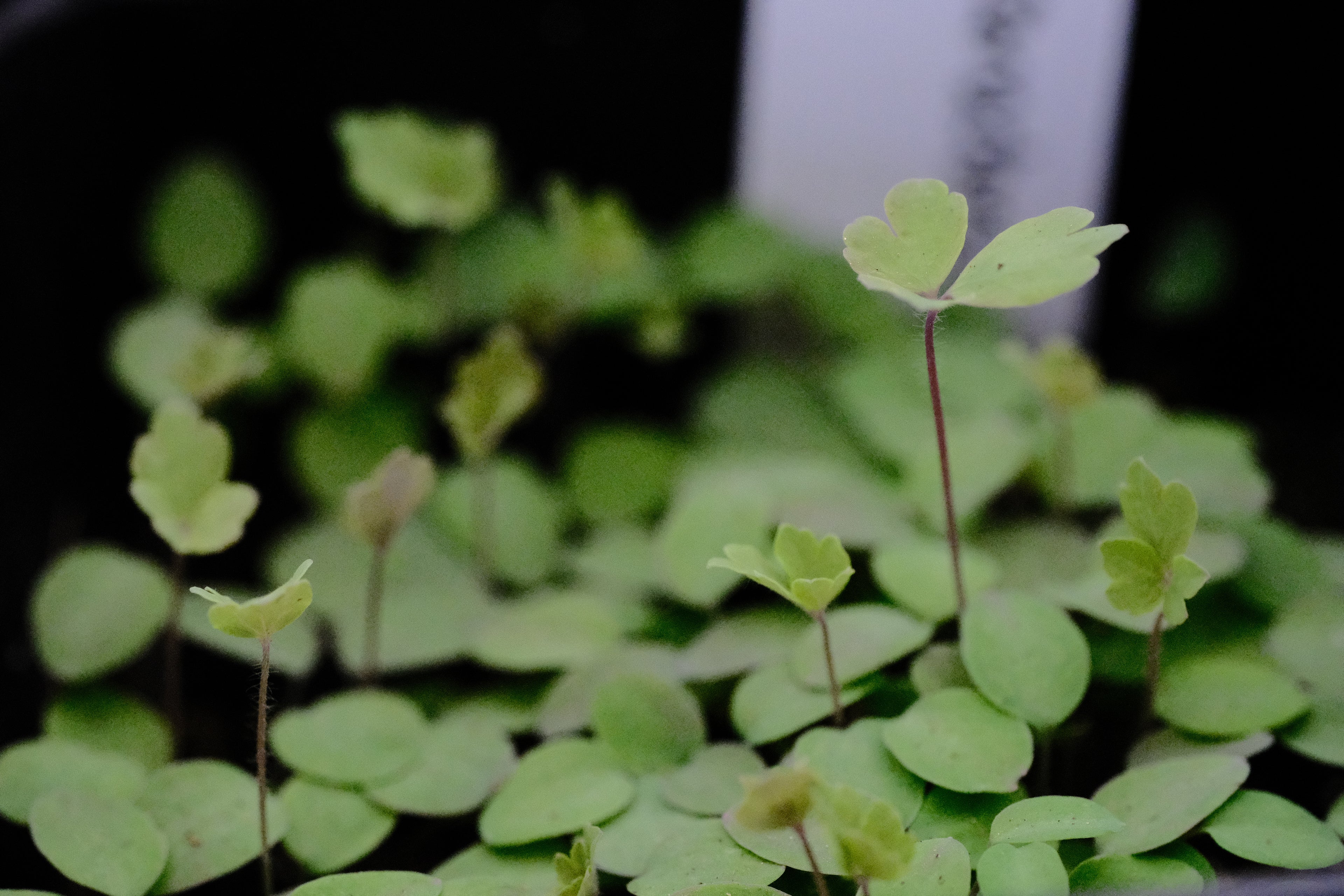 Aquilegia canadensis seedlings at The Old Dairy Nursery
