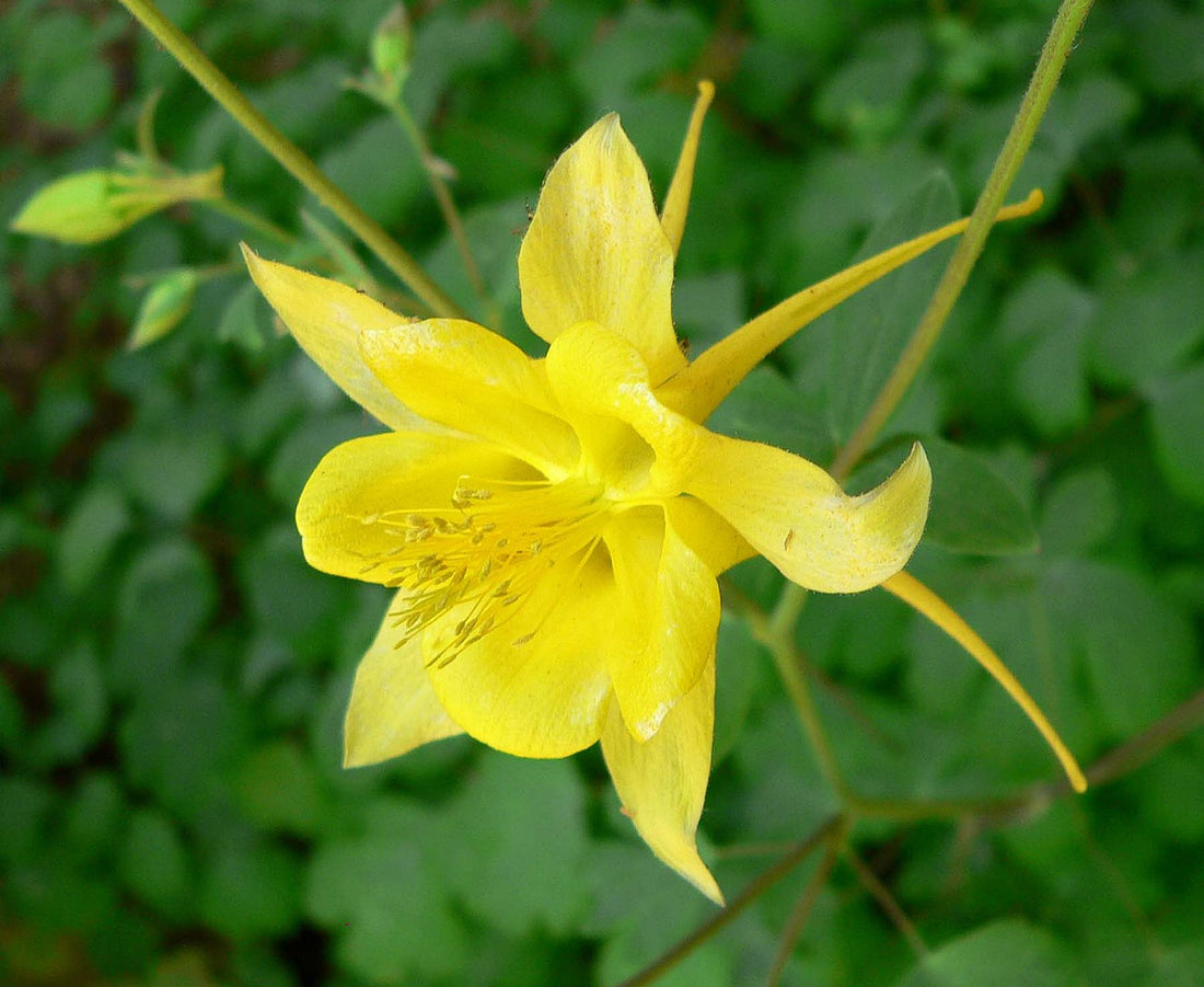 Yellow Aquilegia chrysantha &