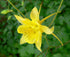 Yellow Aquilegia chrysantha &