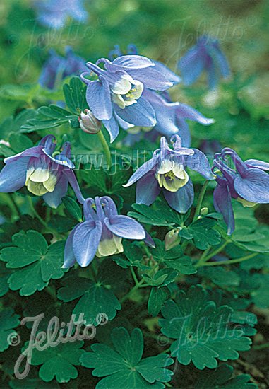 Aquilegia flabellata var. pumila &