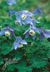 Aquilegia flabellata var. pumila &