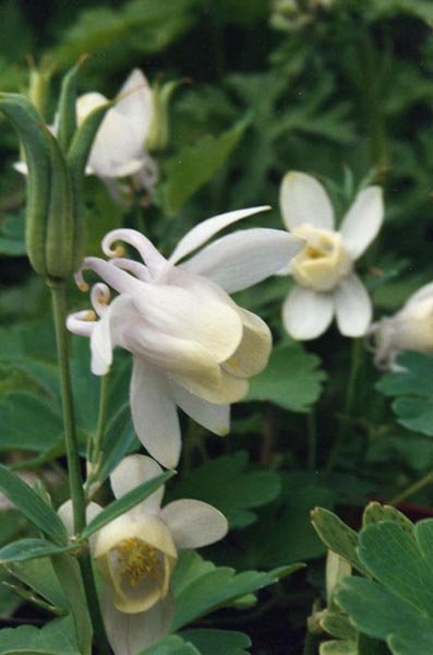 Aquilegia flabellata var. pumila f. alba (fan columbine)