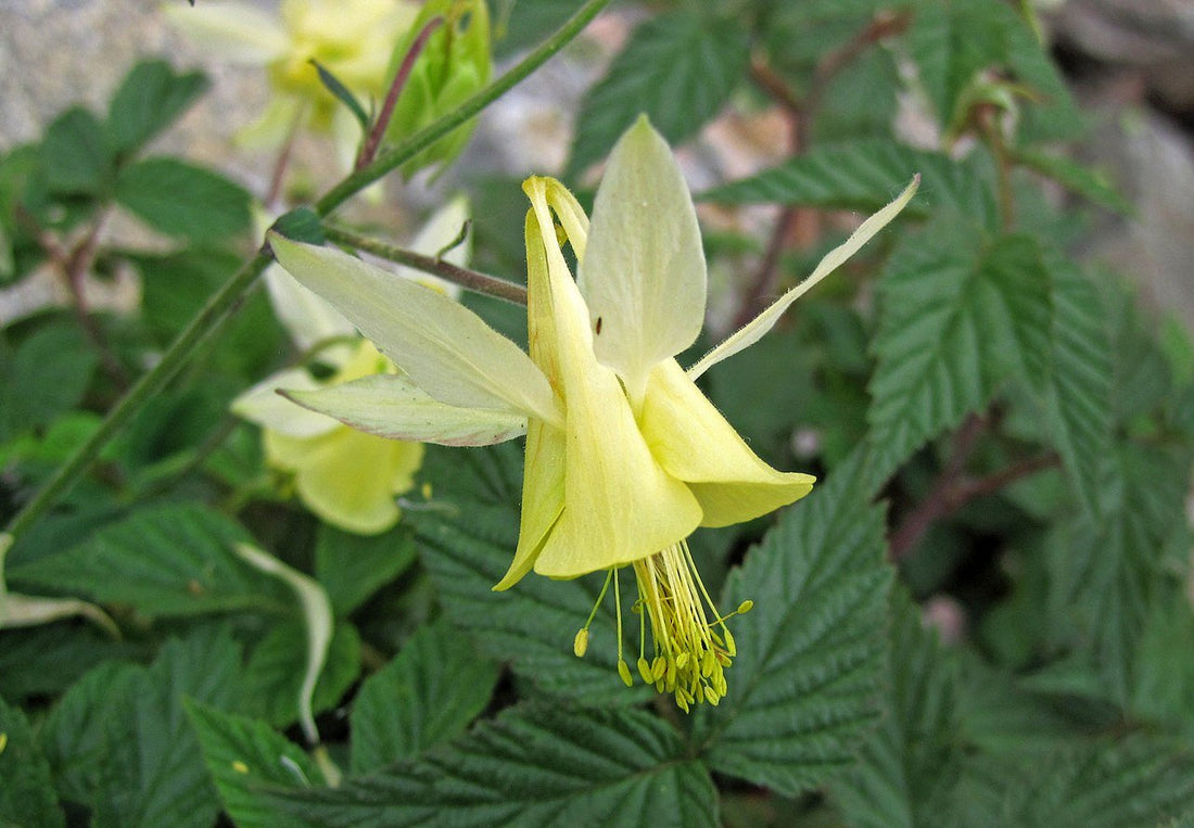 Aquilegia flavescens (yellow columbine)