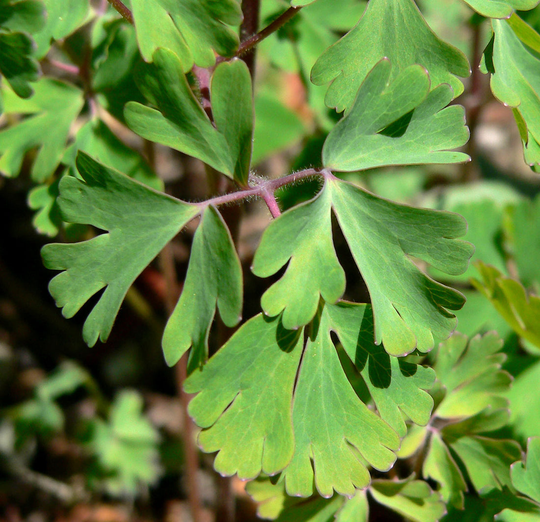 Close-up of Aquilegia fragrans leaf with a blurred background