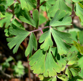 Close-up of Aquilegia fragrans leaf with a blurred background