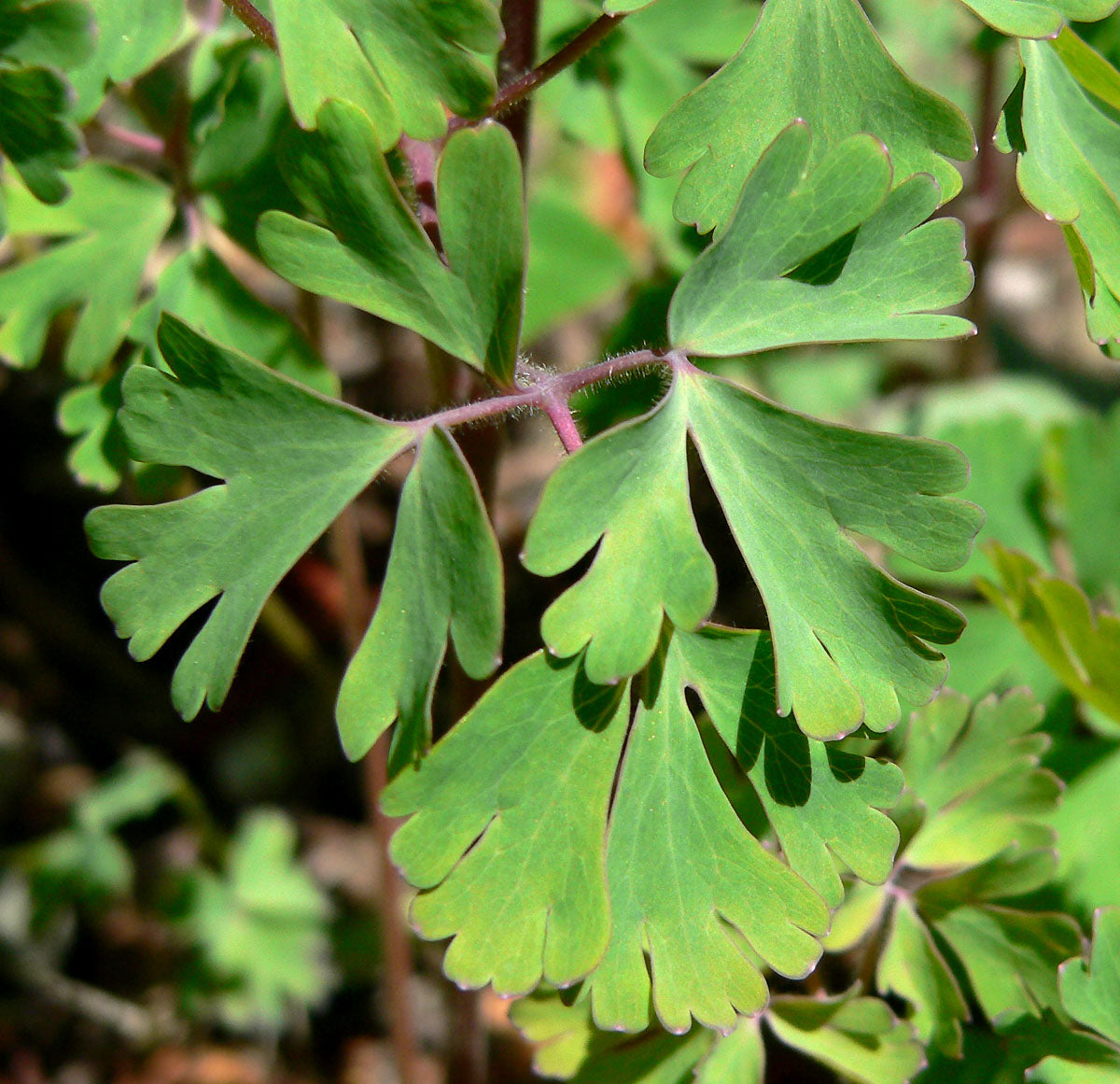 Close-up of Aquilegia fragrans leaf with a blurred background