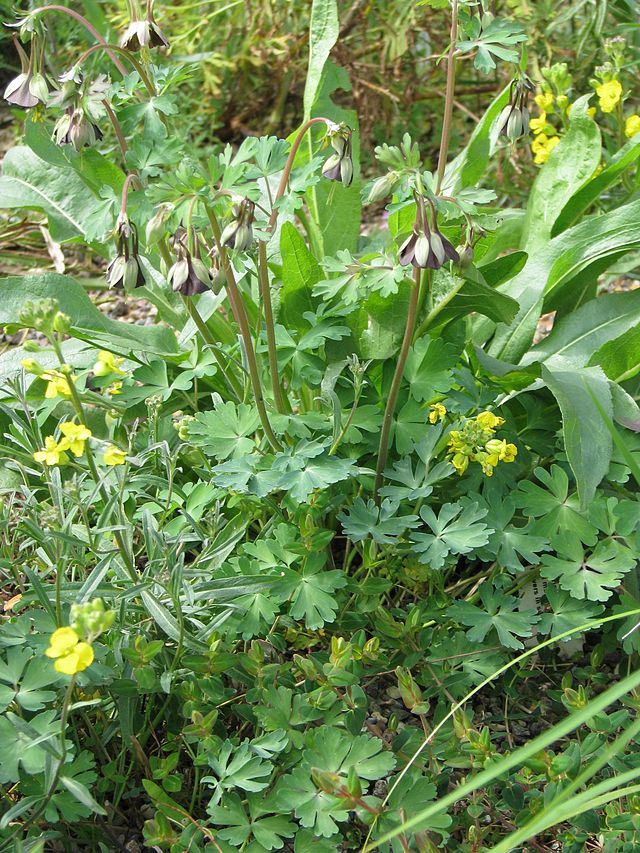 Aquilegia viridiflora in bloom