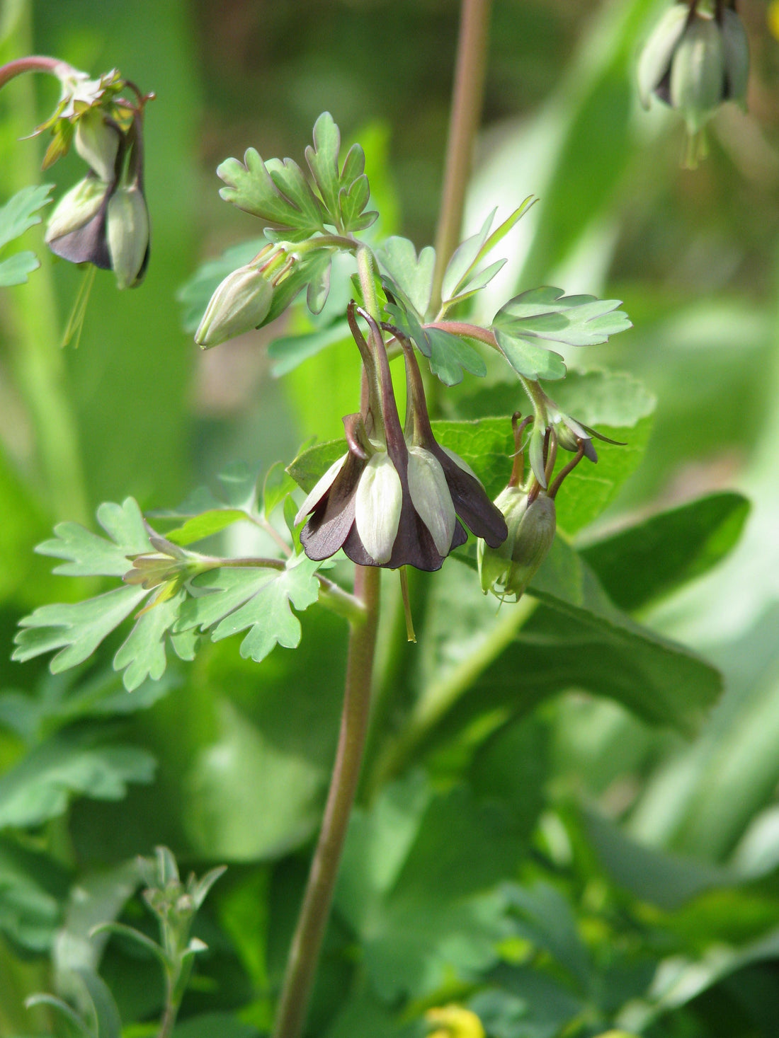 Aquilegia viridiflora