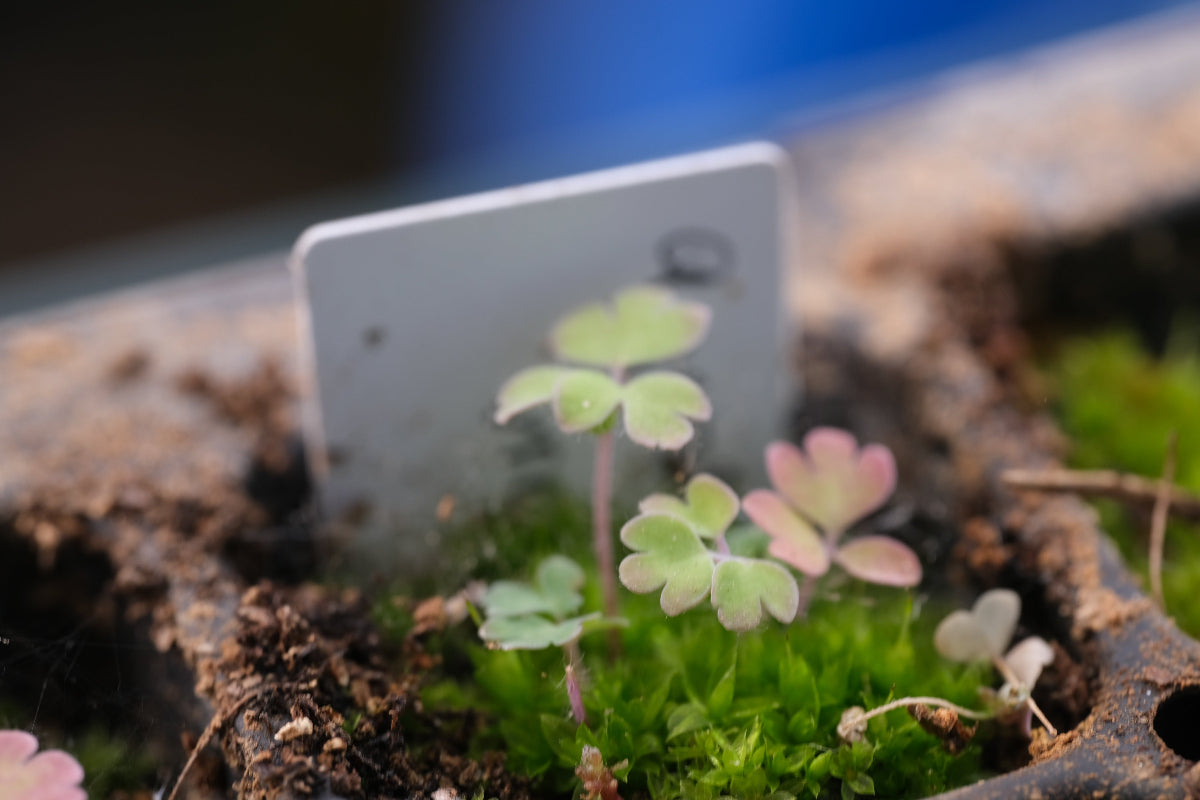 Aquilegia viridflora seedling