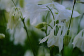 Aquilegia vulgaris &