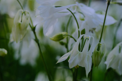 Aquilegia vulgaris &