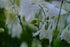 Aquilegia vulgaris &